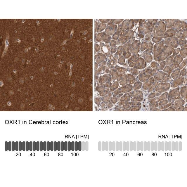 Anti-OXR1 antibody produced in rabbit