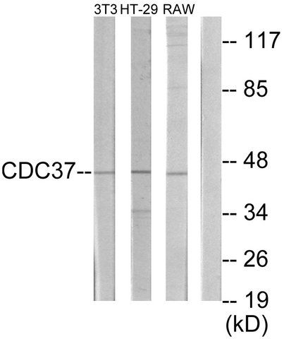 Anti-p50 CDC37 antibody produced in rabbit