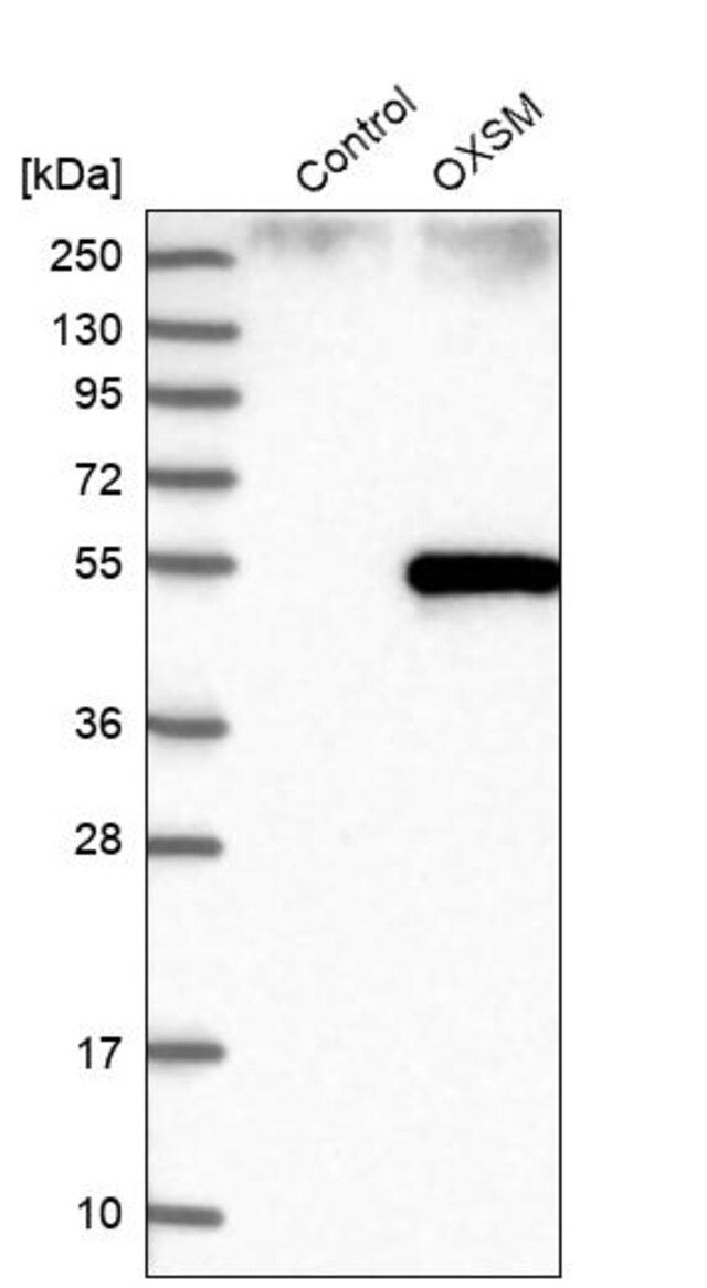Anti-OXSM antibody produced in rabbit