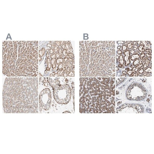 Anti-OXSM antibody produced in rabbit