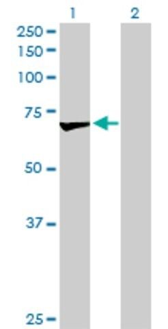 Anti-OXSR1 antibody produced in rabbit