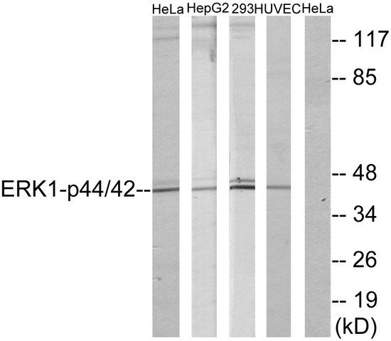Anti-p44 MAP Kinase antibody produced in rabbit