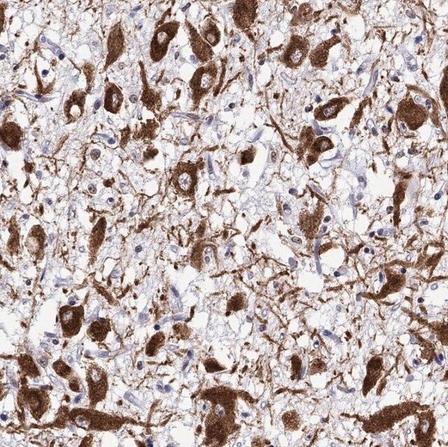 Anti-OXT antibody produced in rabbit