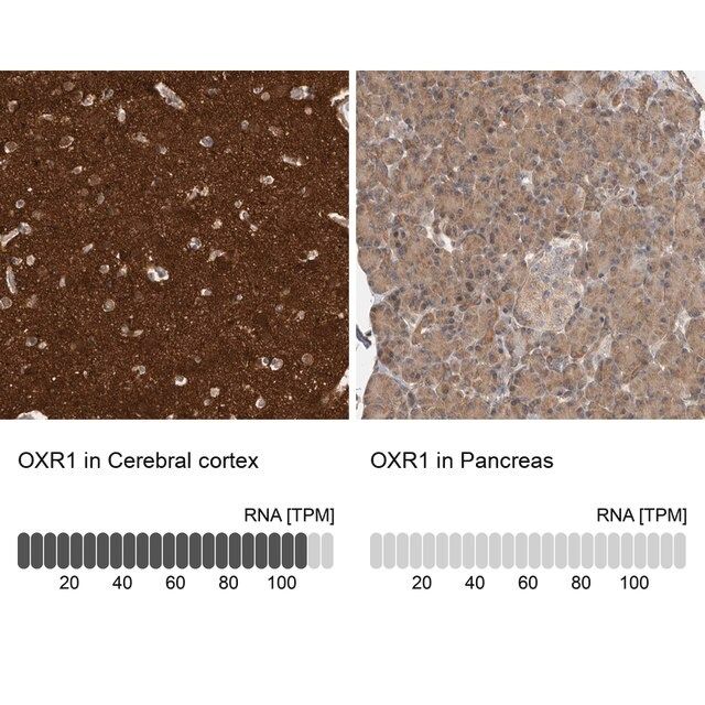 Anti-OXR1 antibody produced in rabbit