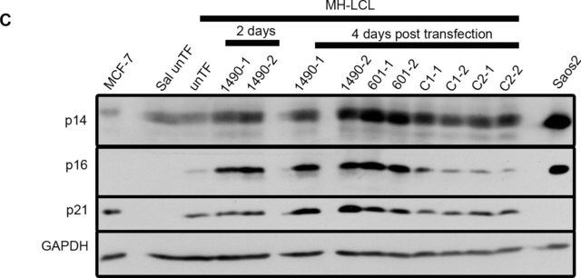 Anti-p16 Antibody, clone D25