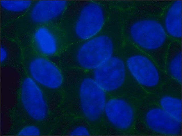 Anti-Pan-Cadherin antibody, Mouse monoclonal