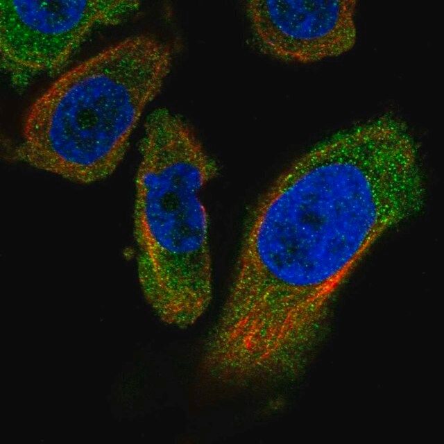 Anti-PANK4 antibody produced in rabbit