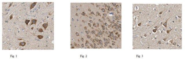 Anti-Pan-PTPR Antibody,clone N165/43