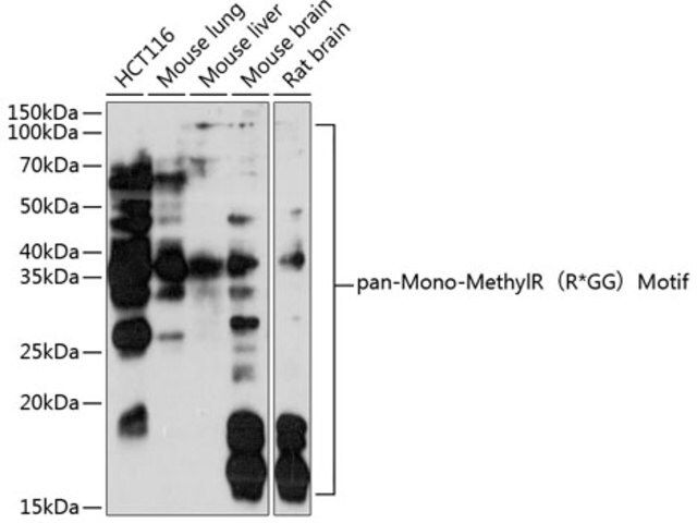 Anti-pan-Mono-MethylR(R*GG)Motif antibody produced in rabbit