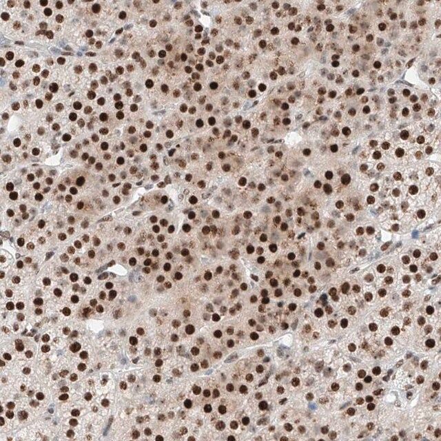 Anti-NT5C3B antibody produced in rabbit