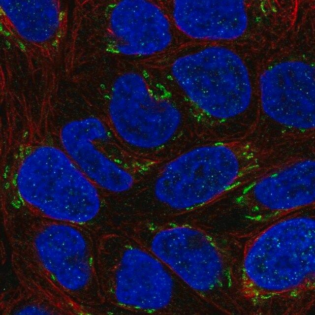 Anti-NTF4 antibody produced in rabbit