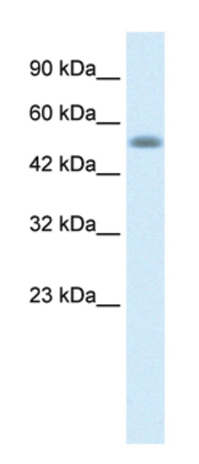 Anti-NUCB1 (C-terminal) antibody produced in rabbit
