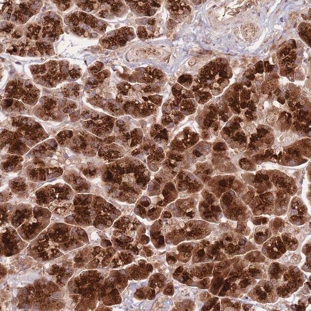 Anti-NT5DC4 antibody produced in rabbit