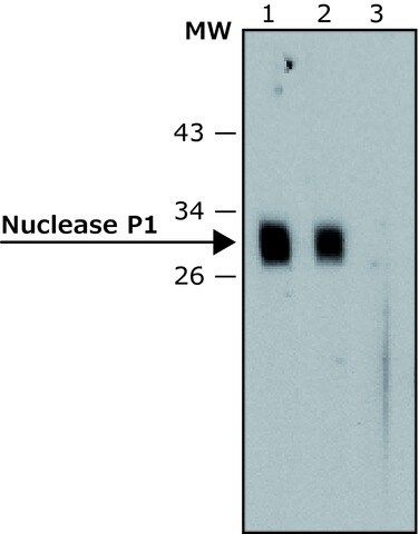 Anti-Nuclease P1 antibody produced in rabbit