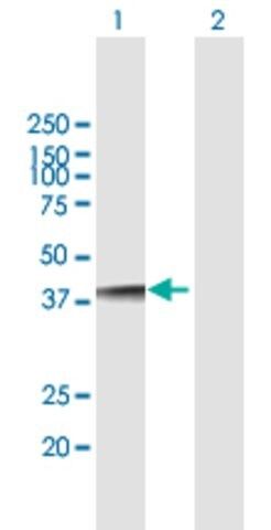 Anti-NUDT18 antibody produced in mouse