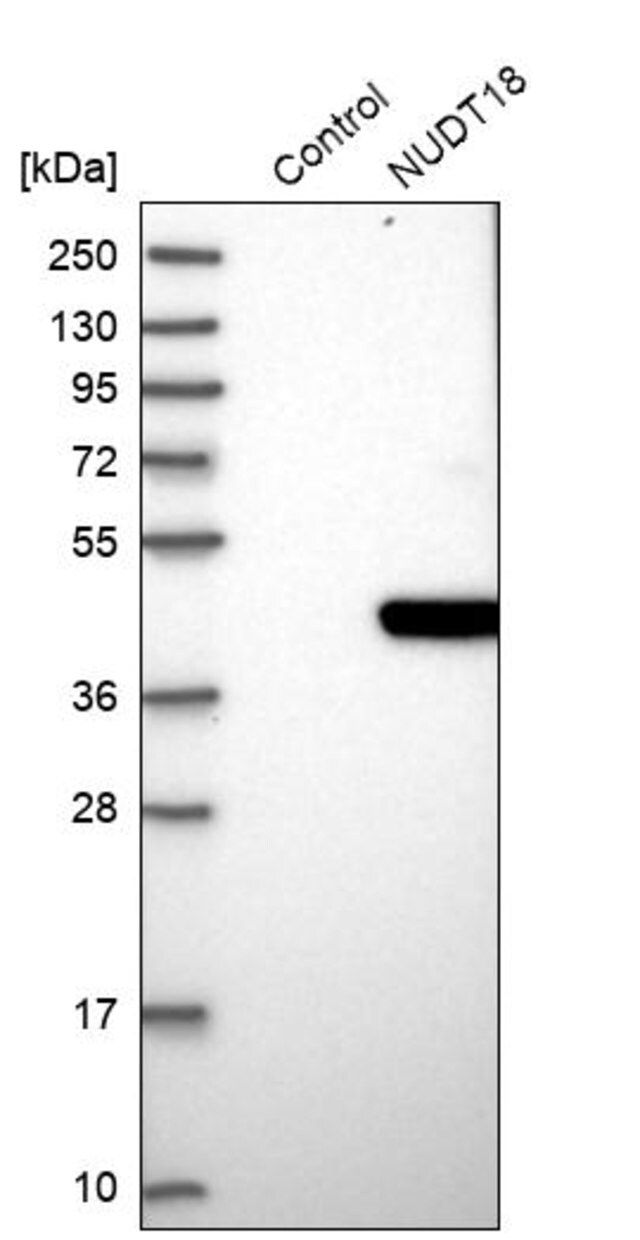 Anti-NUDT18 antibody produced in rabbit