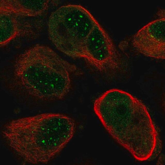 Anti-NUDT21 antibody produced in rabbit