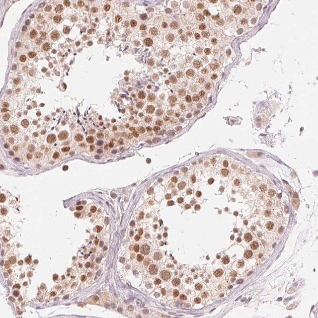 Anti-NXF3 antibody produced in rabbit