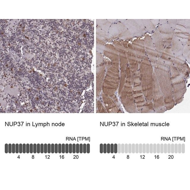 Anti-NUP37 antibody produced in rabbit