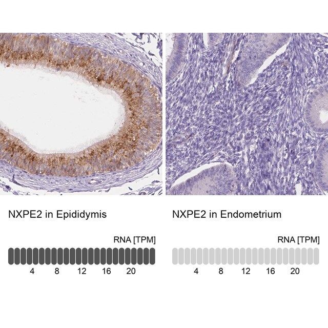Anti-NXPE2 antibody produced in rabbit