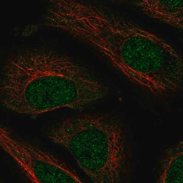 Anti-NXT2 antibody produced in rabbit