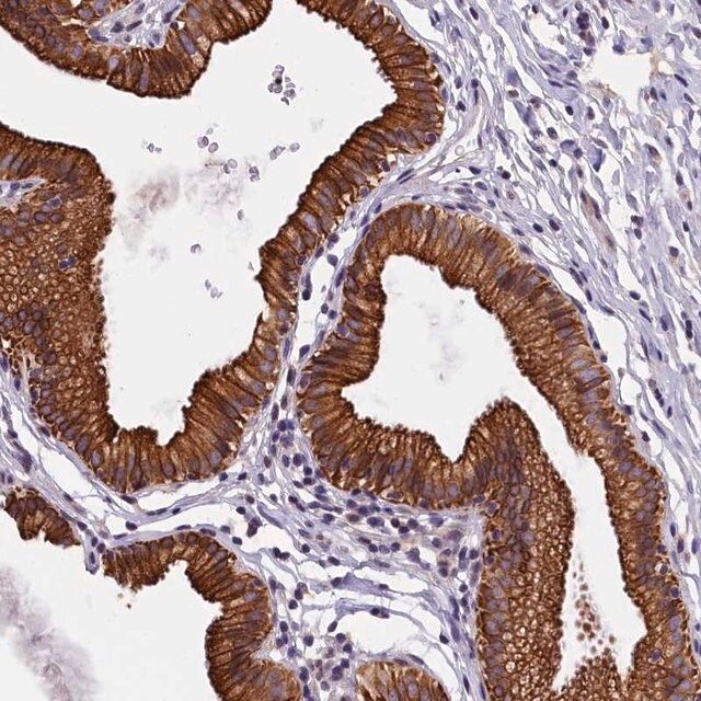 Anti-NXNL1 antibody produced in rabbit
