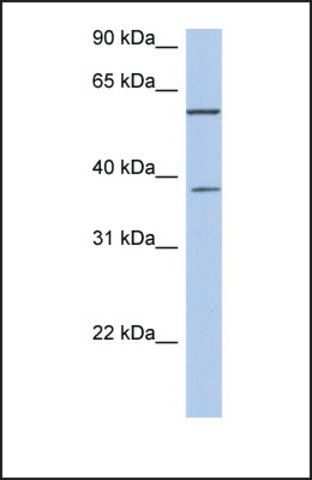 Anti-NUP43 antibody produced in rabbit