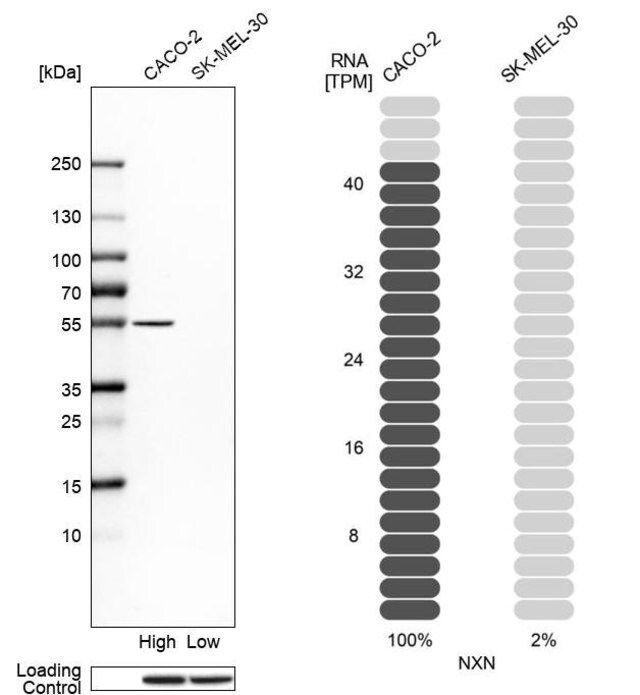 Anti-NXN antibody produced in rabbit