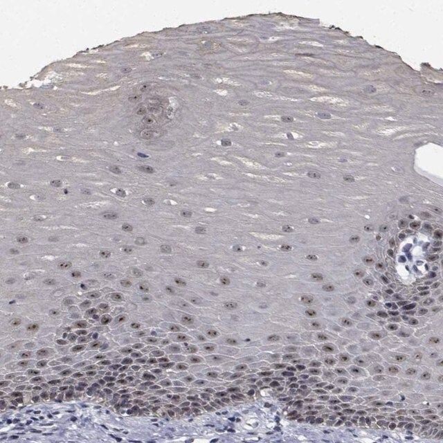 Anti-NVL antibody produced in rabbit