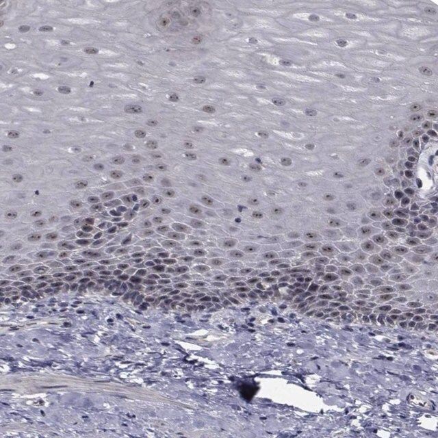 Anti-NVL antibody produced in rabbit