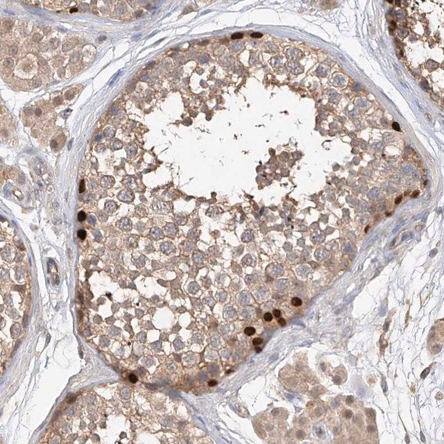 Anti-OFD1 antibody produced in rabbit