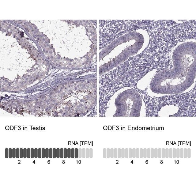 Anti-ODF3 antibody produced in rabbit