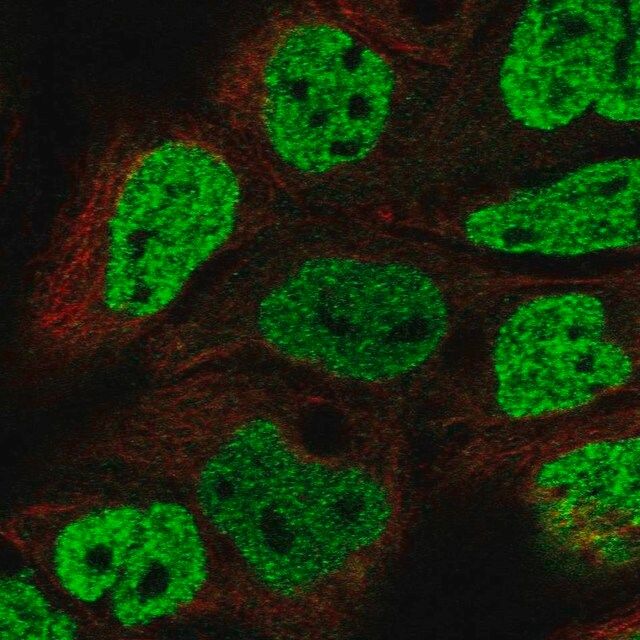 Anti-OFCC1 antibody produced in rabbit