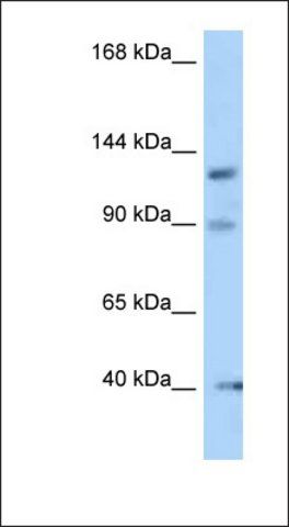 Anti-OFD1 antibody produced in rabbit