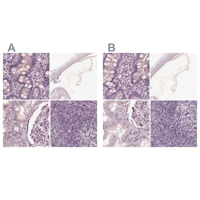 Anti-OPTC antibody produced in rabbit