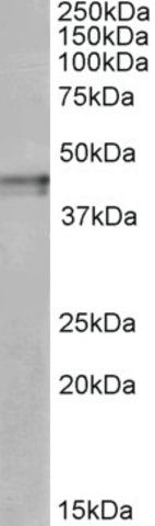 Anti-OPRK1 (C-terminal) antibody produced in goat