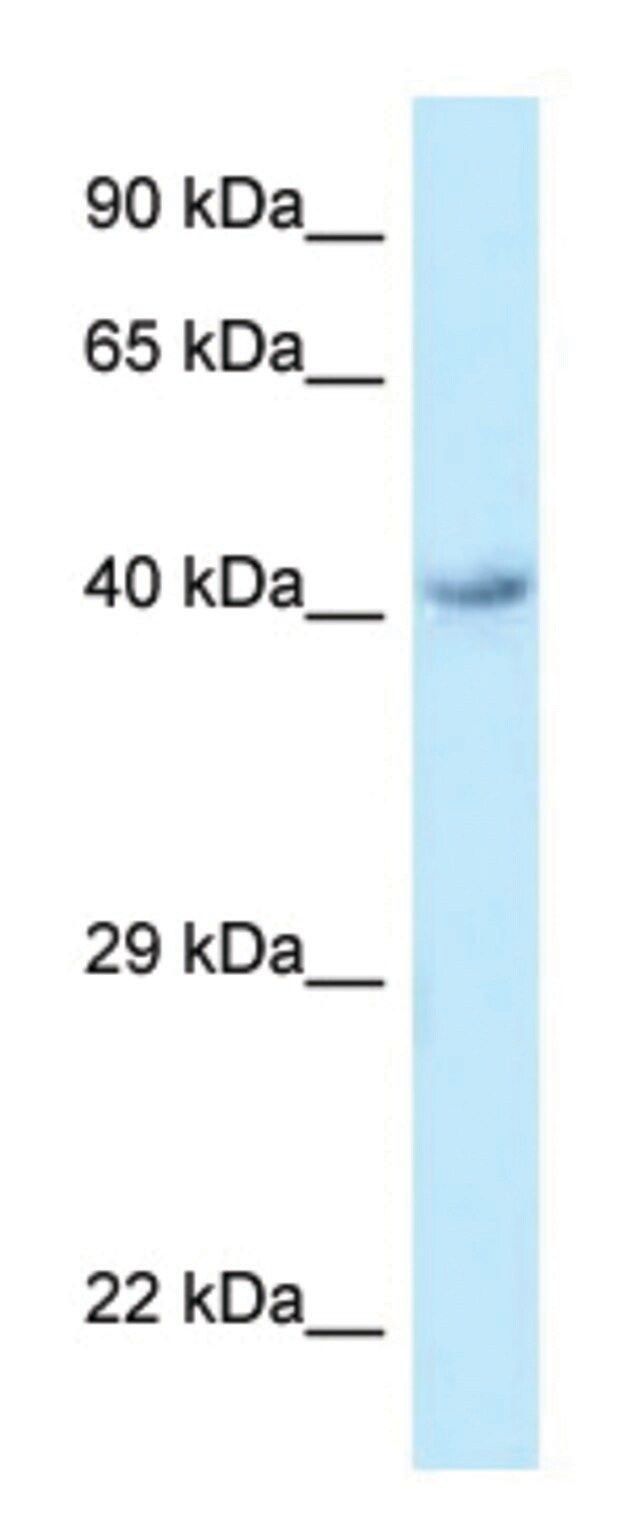 Anti-O3FAR1 (C-terminal) antibody produced in rabbit