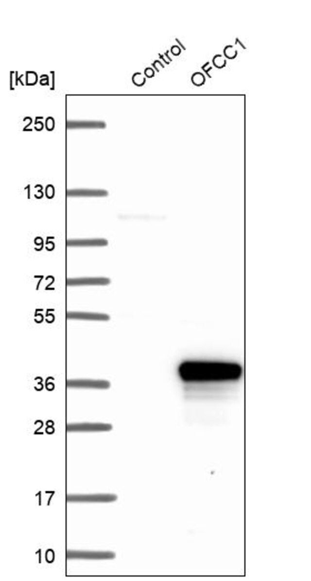 Anti-OFCC1 antibody produced in rabbit