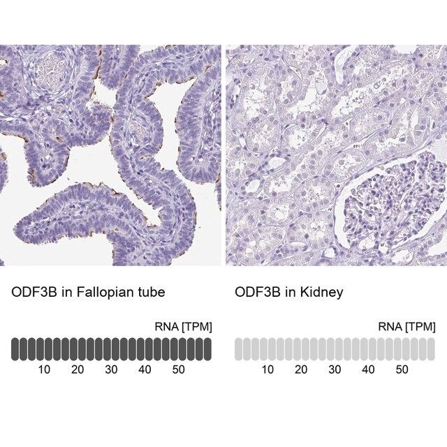 Anti-ODF3B antibody produced in rabbit