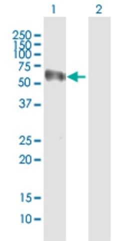 Anti-NOXA1 antibody produced in mouse