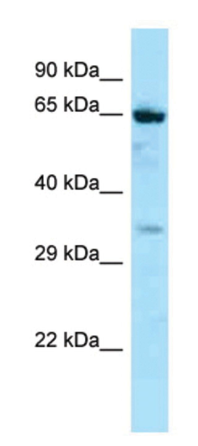 Anti-NOX5 (C-terminal) antibody produced in rabbit