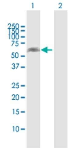 Anti-NOXA1 antibody produced in rabbit