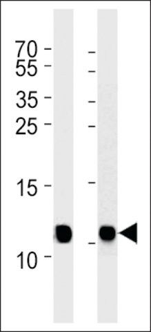 ANTI-NDUA4(C-TERMINAL) antibody produced in rabbit