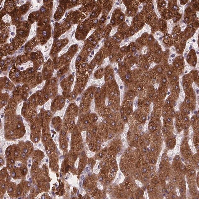 Anti-NDST1 antibody produced in rabbit
