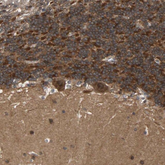 Anti-NDRG3 antibody produced in rabbit