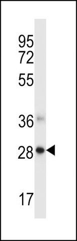ANTI-NDFIP1 (CENTER) antibody produced in rabbit