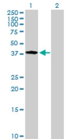 Anti-NDN antibody produced in rabbit