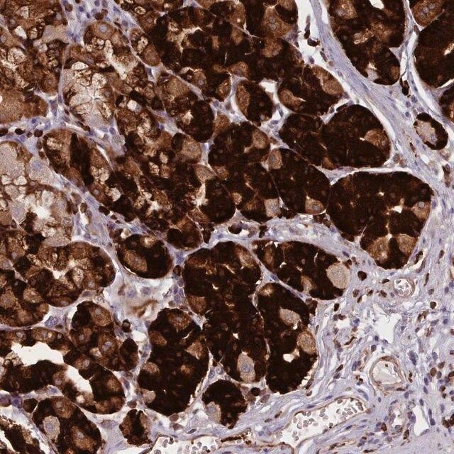 Anti-NDST2 antibody produced in rabbit