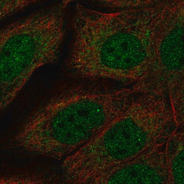 Anti-NDN antibody produced in rabbit
