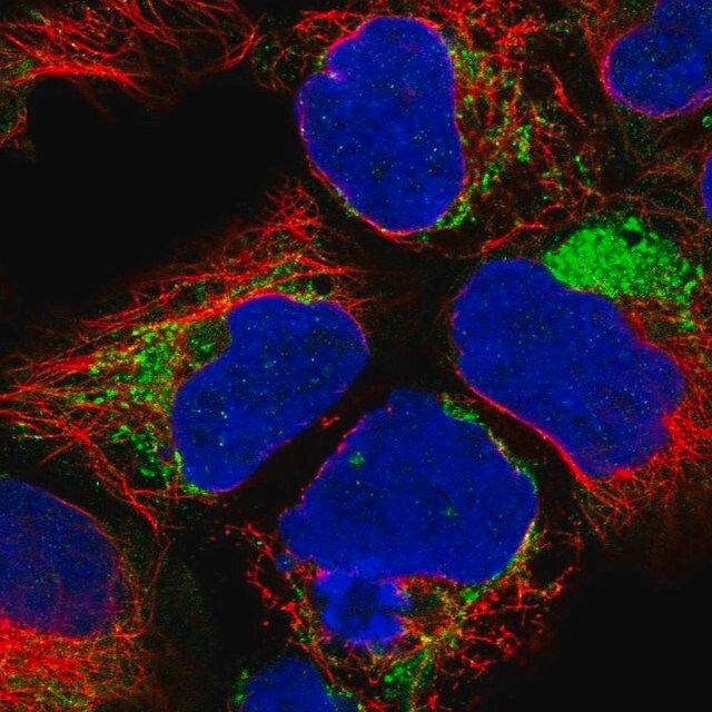 Anti-NDUFA1 antibody produced in rabbit